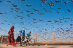 Dance of the Demoiselle Crane