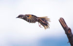 The Birds I Shot in my Orchards.