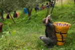 Apple Farming in Himachal: A Bitter-Sweet Fruit