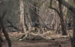 The Lions of Gir, Gujarat.