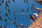 Dance of the Demoiselle Crane, Kichan Rajasthan