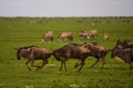 Serengeti : Africa's Endless Plains