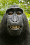 10 Photography Myths that the Monkey Busted
