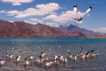 Pangong Tso Lake. The Magnate of Bollywood Tourists