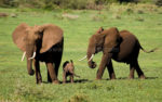 Lake Manyara National Park. Loveliest in Africa