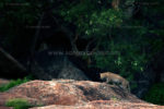 Living with Leopards, Rajasthan