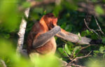 Wild In Borneo